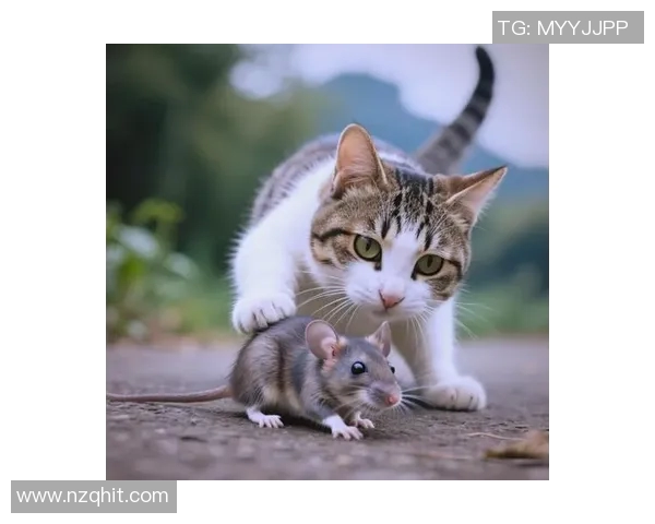 童家堡的野猫突袭记：探秘神秘村庄的猫咪传奇与人文故事